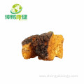 Chaga Mushroom Extract Powder 50%Polysaccharide